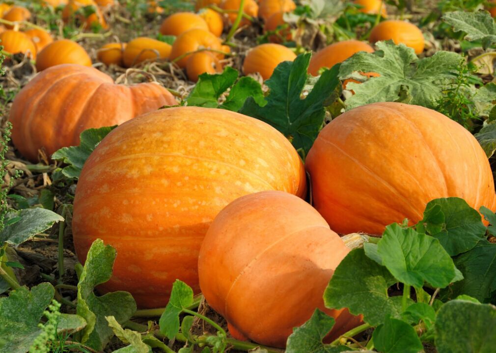 #9. Pumpkins